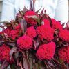 Prince Rose - Celosia Seed