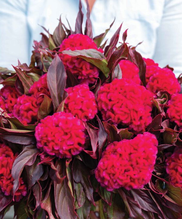 Prince Rose - Celosia Seed