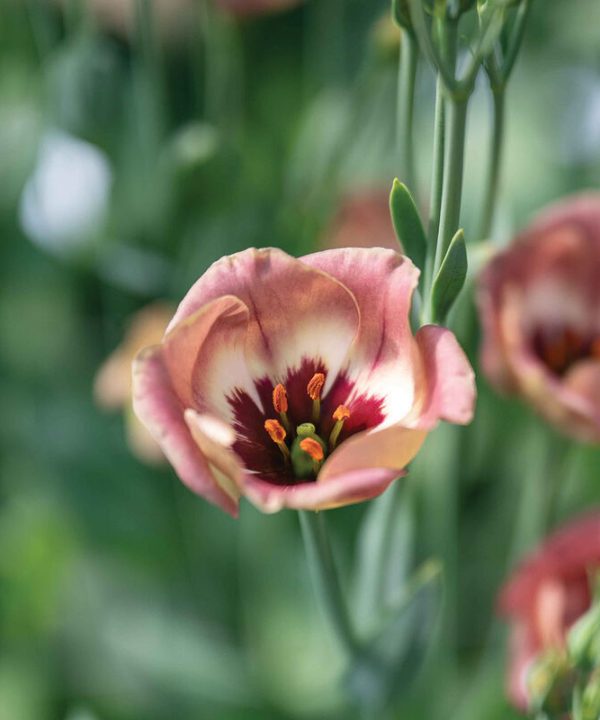 Pucchino Choco 3 (F1) Lisianthus Seed