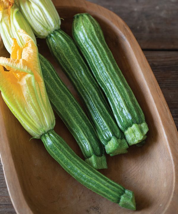 Sophy - (F1) Zucchini Squash Seed