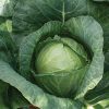 Conqueror - (F1) Cabbage Seed