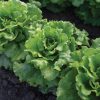 Reno - Lettuce Seed