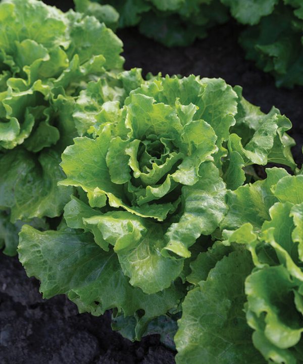 Reno Lettuce Seed