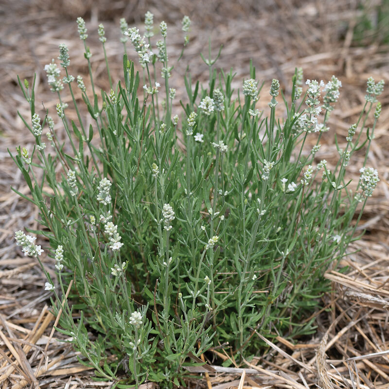 Ellagance White - Lavender Seed