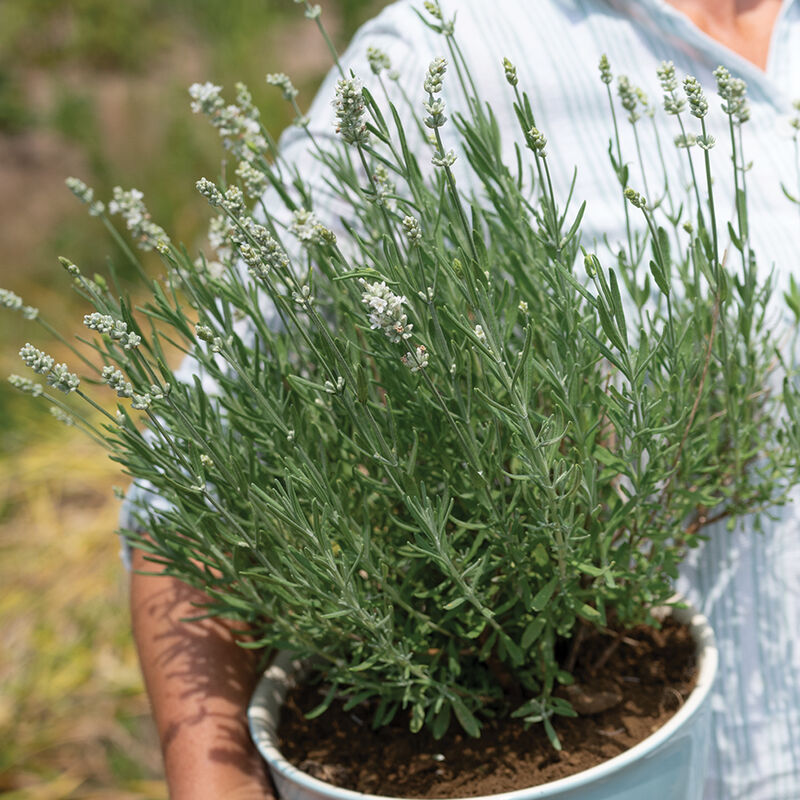 Ellagance White - Lavender Seed