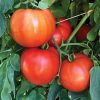 STM 2255 - (F1) Tomato Seed