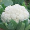 Fujiyama - (F1) Cauliflower Seed