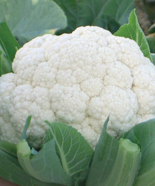 Fujiyama - (F1) Cauliflower Seed