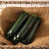 Maveric - (F1) Zucchini Squash Seed