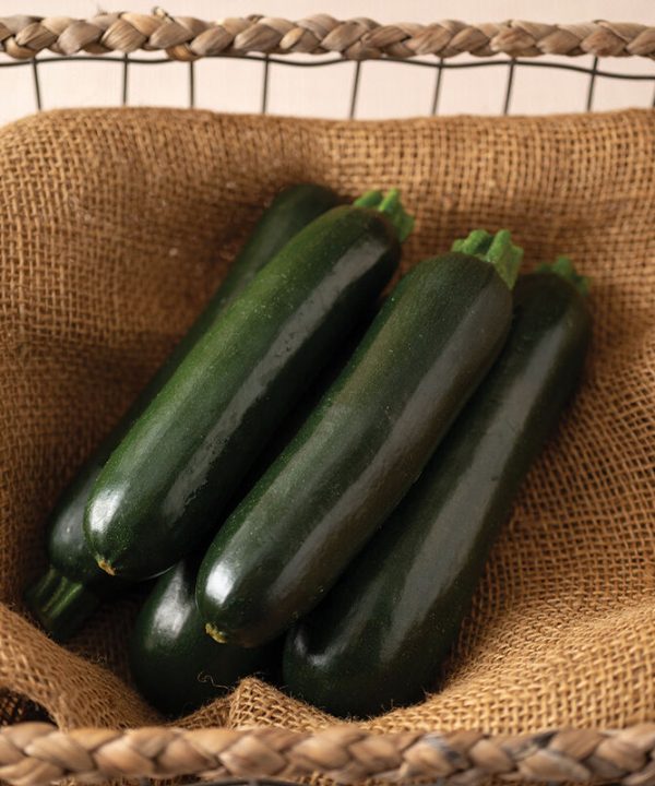 Maveric - (F1) Zucchini Squash Seed