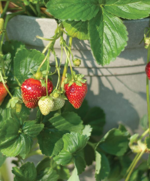 Seascape – Spring-Planted - Organic Strawberry Seed