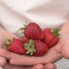 Albion – Spring-Planted - Organic Strawberry Seed