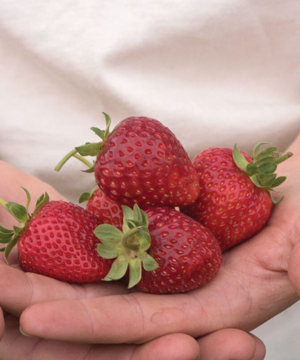 Albion – Spring-Planted - Organic Strawberry Seed