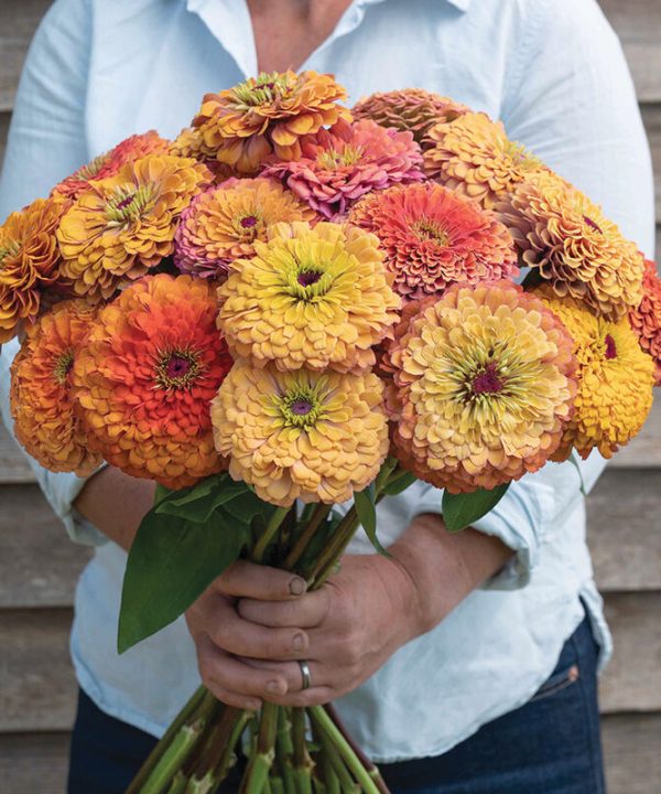 Aurora - Organic Zinnia Seed