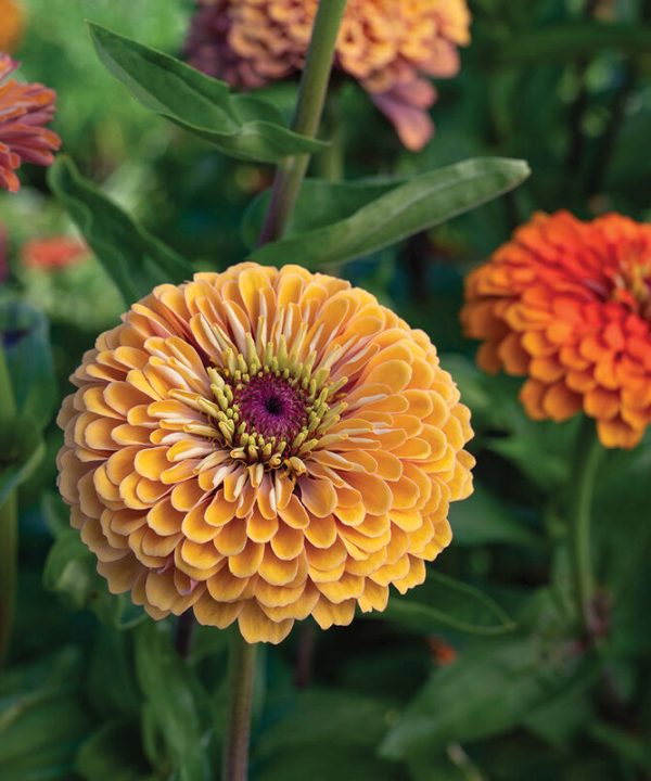 Aurora - Organic Zinnia Seed