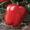 Nitro - Organic (F1) Bell Pepper Seed