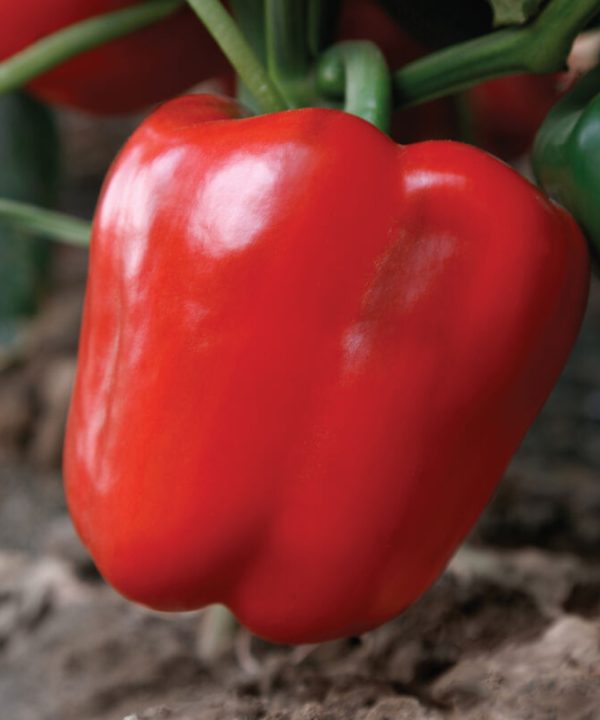 Nitro - Organic (F1) Bell Pepper Seed