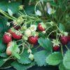 Mara des Bois – Spring-Planted - Strawberry Seeds