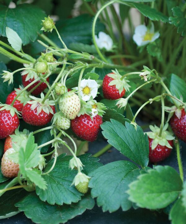 Mara des Bois – Spring-Planted - Strawberry Seeds