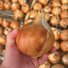 Safrane - (F1) Onion Seed