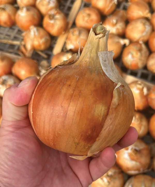 Safrane - (F1) Onion Seed