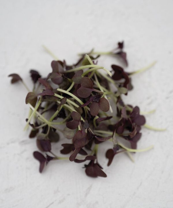 Mustard, Red Katana - Organic Microgreen Seed