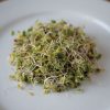 Broccoli, Sano Verde Max - Organic Sprouting Seeds