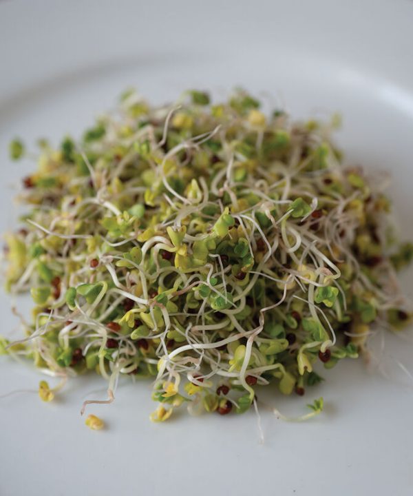 Broccoli, Sano Verde Max - Organic Sprouting Seeds